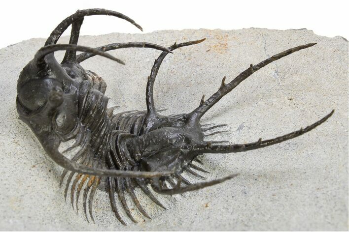 Spiny Ceratarges Trilobite - Huge & Top Quality #312738